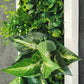 Plantframe/Pflanzenbild/Mooswand "SAMANA" aus Realtouch Kunstpflanzen im Dschungel Design in Fichtenholzrahmen